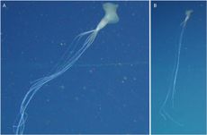 The Bigfin squid darts around the waters of South Australia