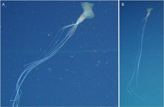 The Bigfin squid darts around the waters of South Australia