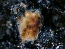Chicxulub Impact Crater Core