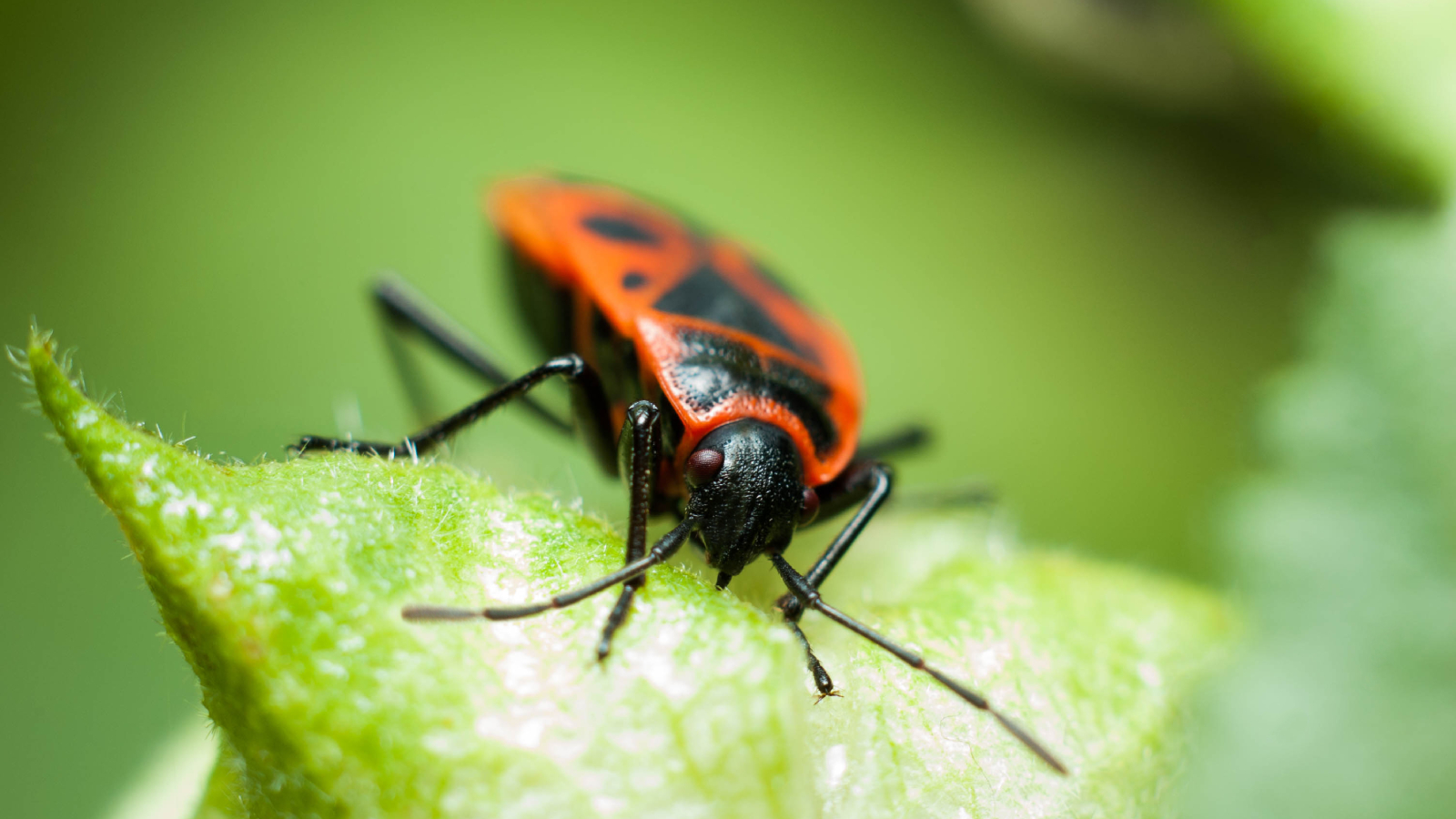 Boxelder bug on a leaf