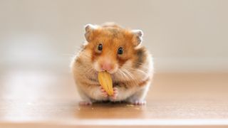 Hamster eating nut