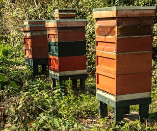 Bee hives found in the Palace gardens