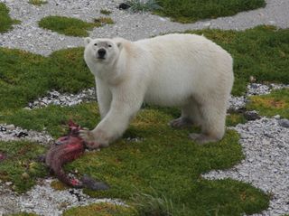 polar bear with seal carcass