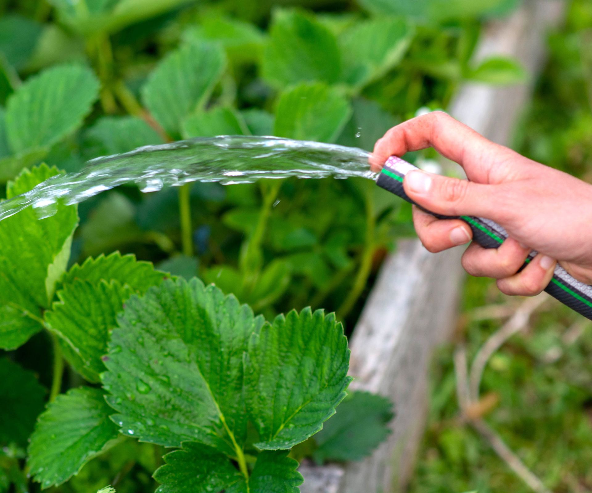 watering strawberry plants in autumn