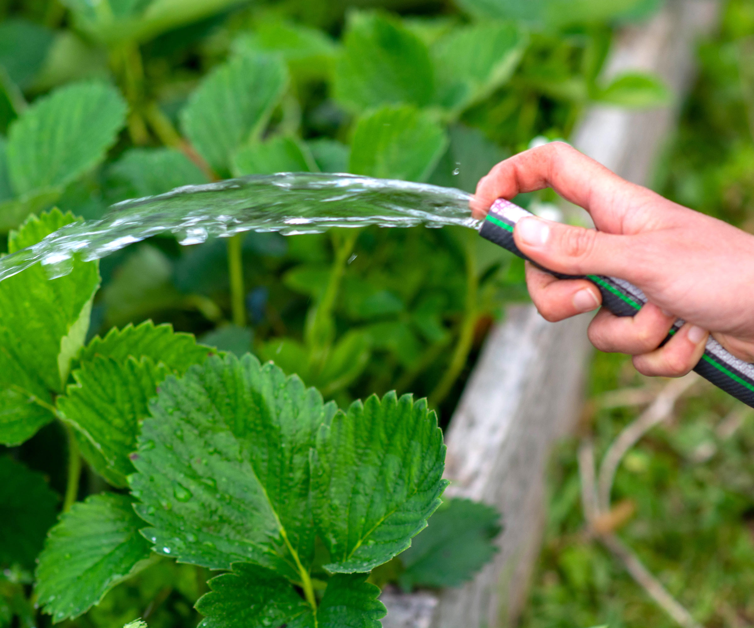 watering strawberry plants in autumn