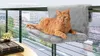 Downtown Pet Supply Store Strong Hanging Cat Hammock