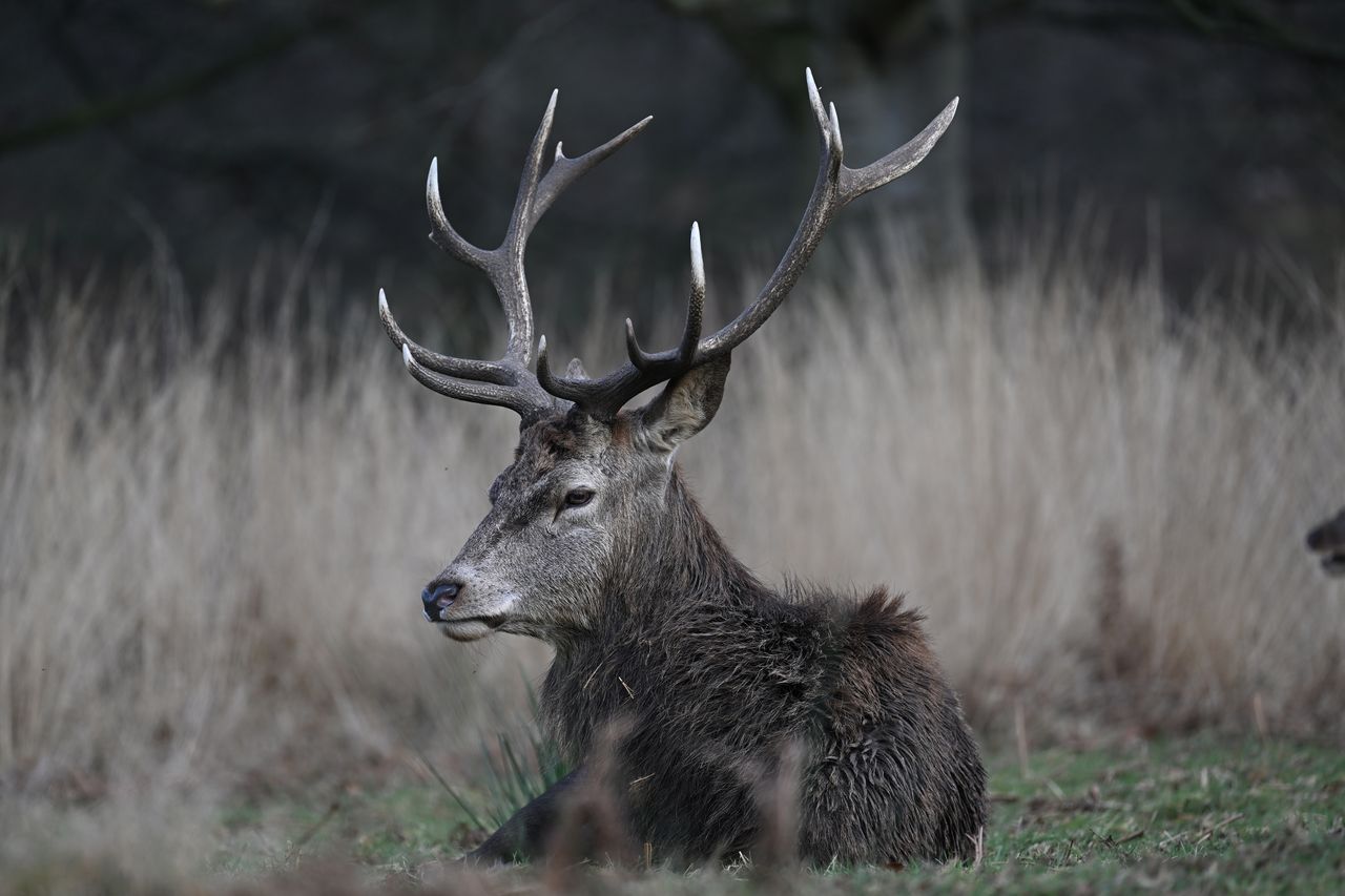 Nikon Z9 review: image samples