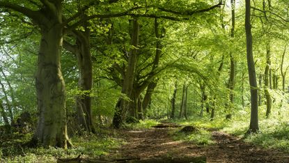 A woodland scene