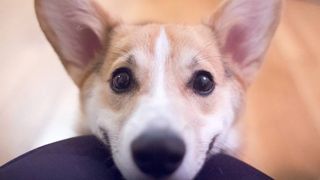 dog staring up at human