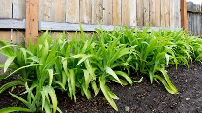 Daylilies planted in soil near fence