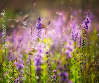 Field of purple blazing star flowers and a lone monarch butterfly