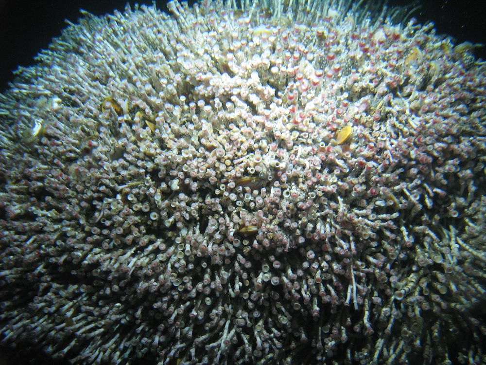 More than 14,000 tube worms form a spherical bush.