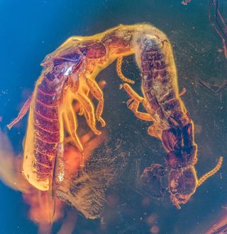 Close-up image of the two termites in the amber fossil. The head of one is touching the posterior of the other.