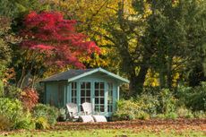 Autunm colour in the garden with the red Japanese Maple and fallen leaves and 2 andirondack chairs (Also winter and summer versions)