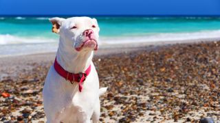 Albino dog on the beach