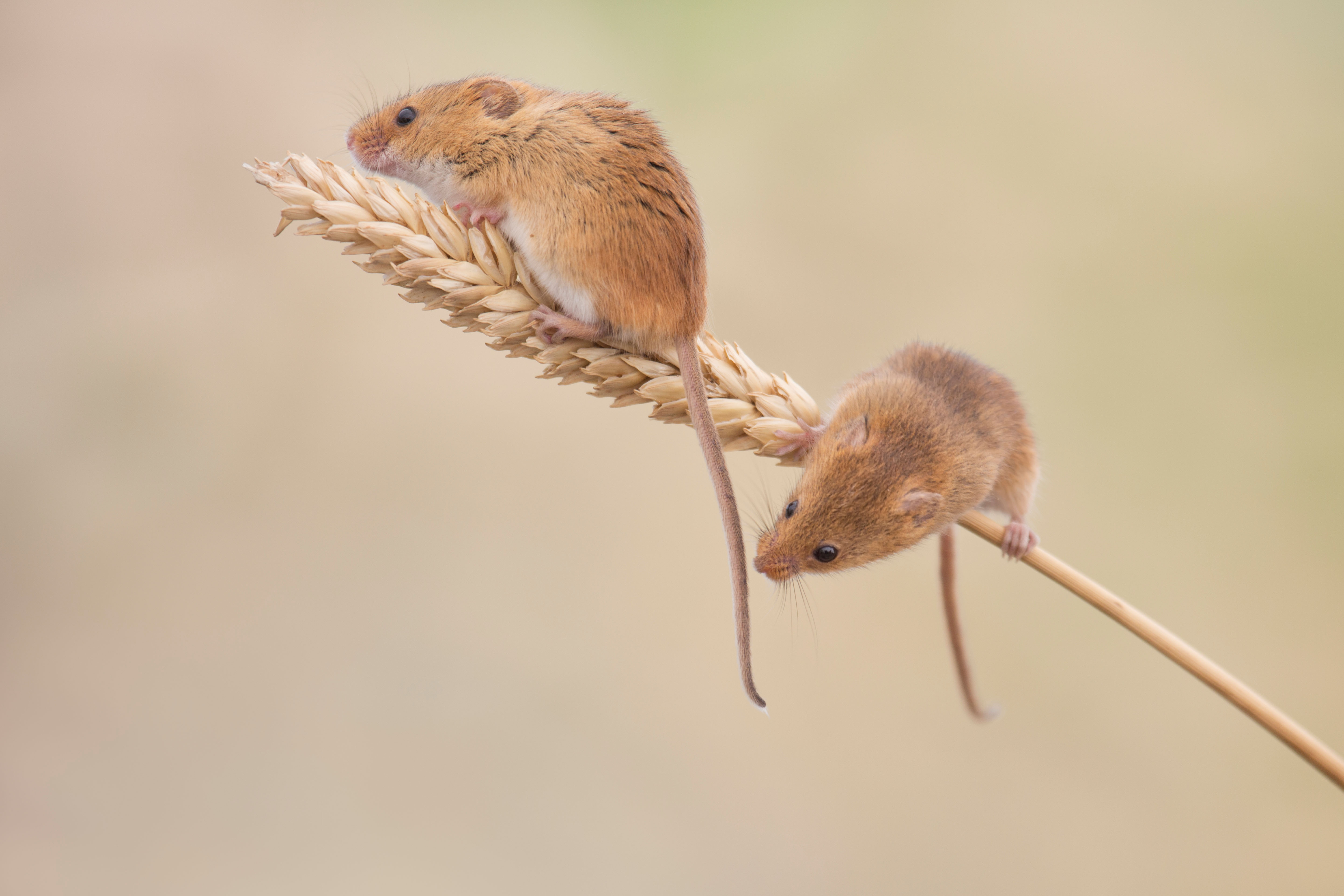 Two harvest mice on an ear of corn.