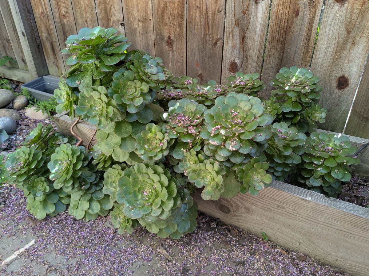 A Google Pixel 9a camera sample showing plants inside a planter.
