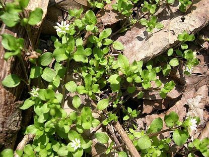 Chickweed In Landscape