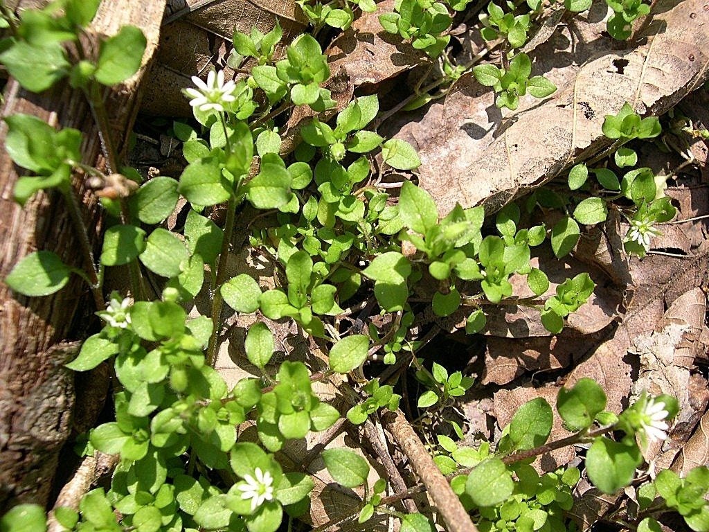 How To Kill Chickweed: Best Way To Kill Chickweed | Gardening Know How