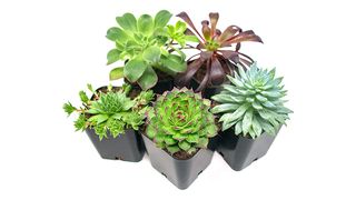 Plants for Pets Succulent Plants