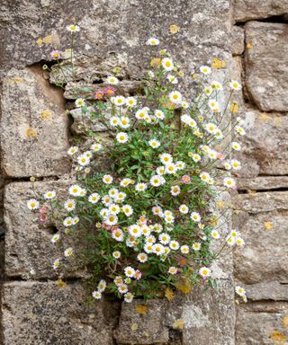 plants growing inside a stone garden wall