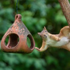 A squirrel touches a bird feeder and looks into the camera