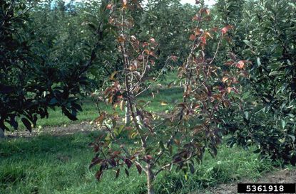 Apple Tree Affected by Collar Rot