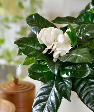 indoor potted gardenia plant with flower