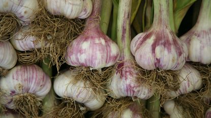 freshly harvested garlic bulbs