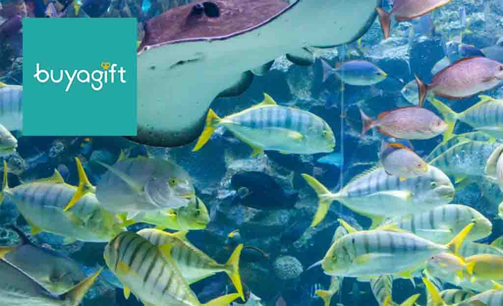 Buy A Gift logo top left with a picture of many fishes and a manta-ray