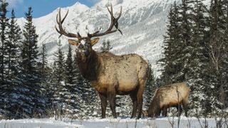Elk grazing in snow