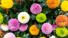  ball chrysanthemum heads