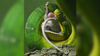 Green Tree Python/Emerald Boa eating a mouse.