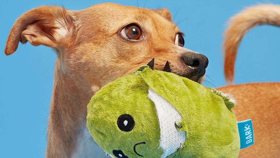 Why do dogs roll on their toys? PetsRadar