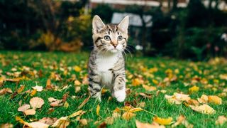 cat walking on grass