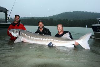 the white sturgeon grows to over 15 feet in length