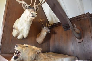 just a few of the many heads, tusks and bodies dotting the Explorers Club "Trophy Room"