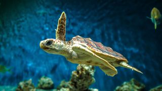 Turtle swimming in an aquarium