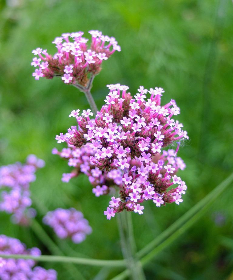 Best plants for butterflies: 16 nectar-rich options | Gardeningetc