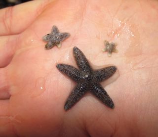 Though the wasting disease has decimated sea stars populations in many coastal regions, new crops of baby sea stars are starting to appear in certain areas.