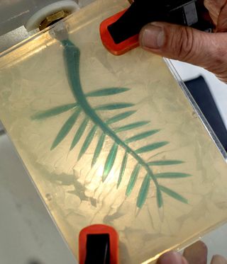 A palm drawn on a piece of paper