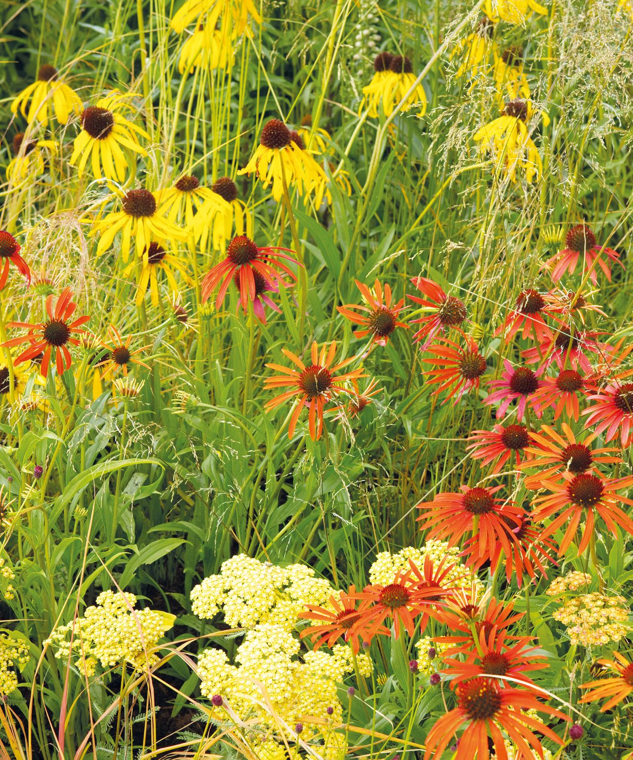 How to grow echinacea top tips on planting and caring for coneflowers