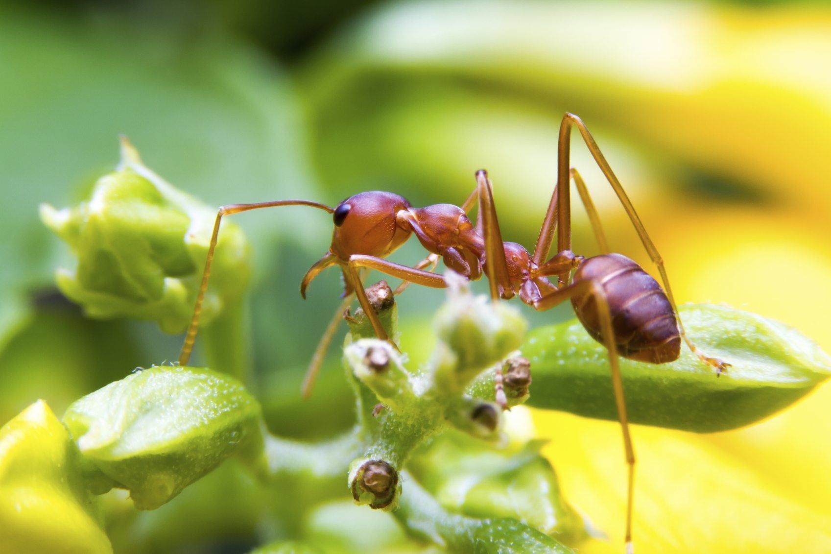 Dealing With Fire Ant Pests - Learn How To Control Fire Ants In The