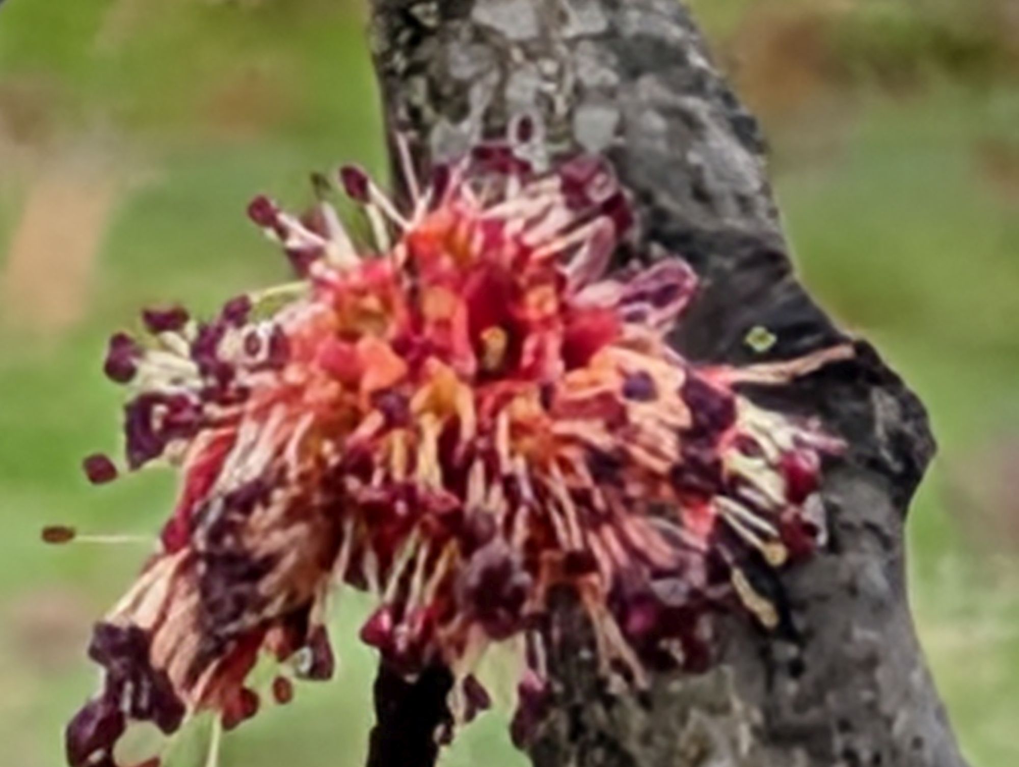 Google Pixel 10 Pro XL 100x sample.