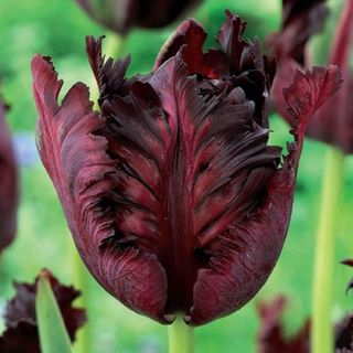 'Black Parrot Tulip' Nature Hills Nursery