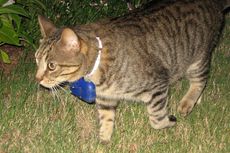 kittycam, felines, cats, hunting