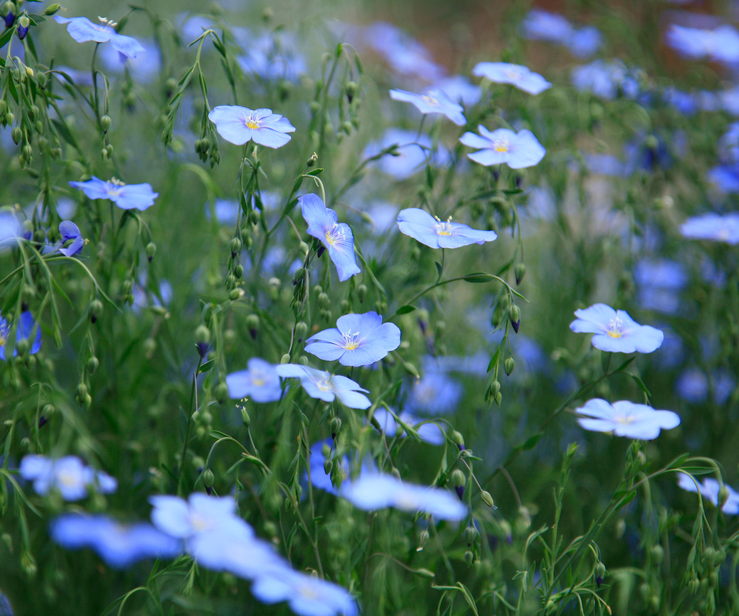 blue flax flowers in garden display