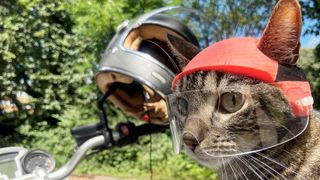 Adventurous cat Cathode sitting on motorbike wearing a helmet and visor