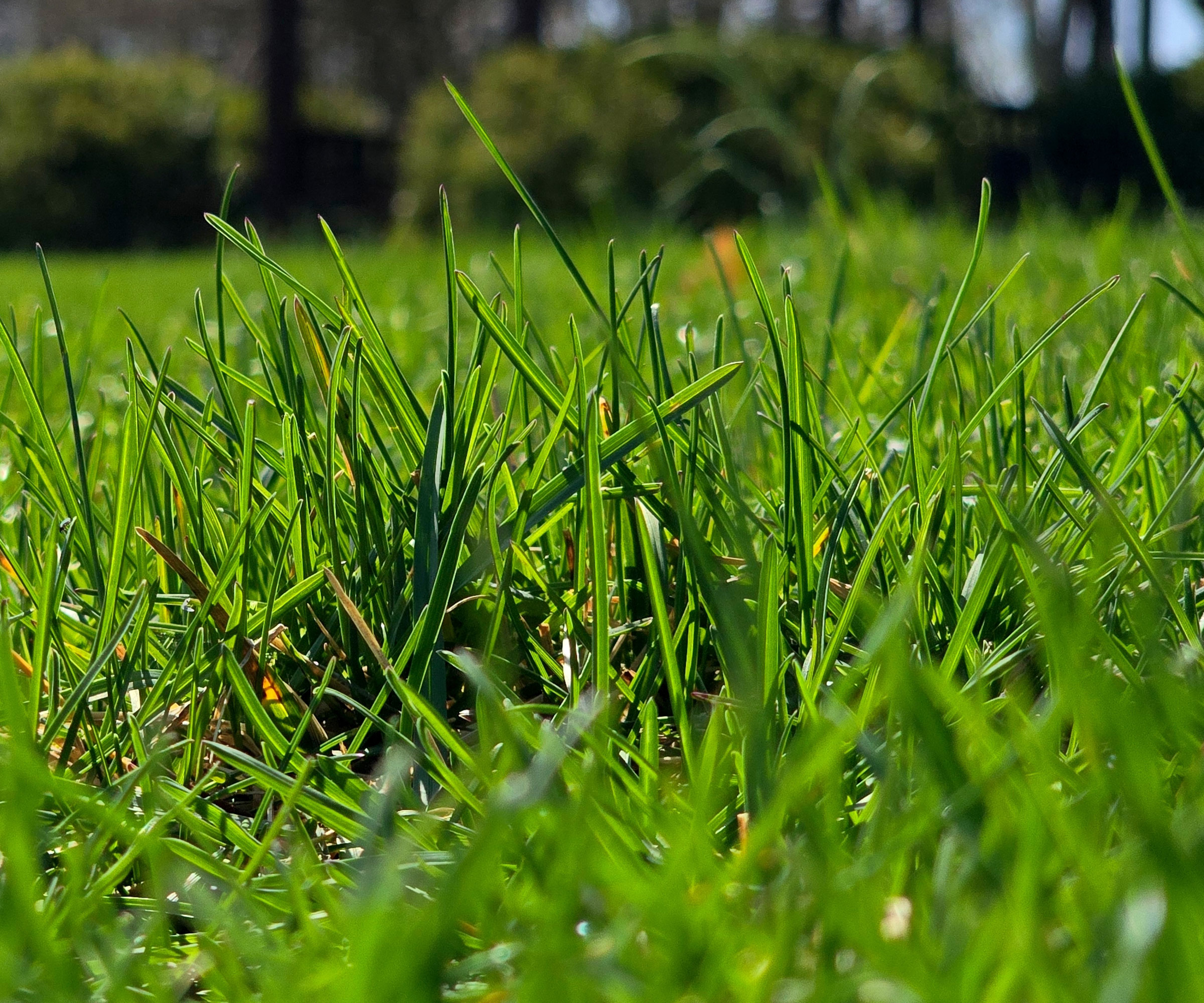 fresh green grass on lawn looking healthy in sunshine