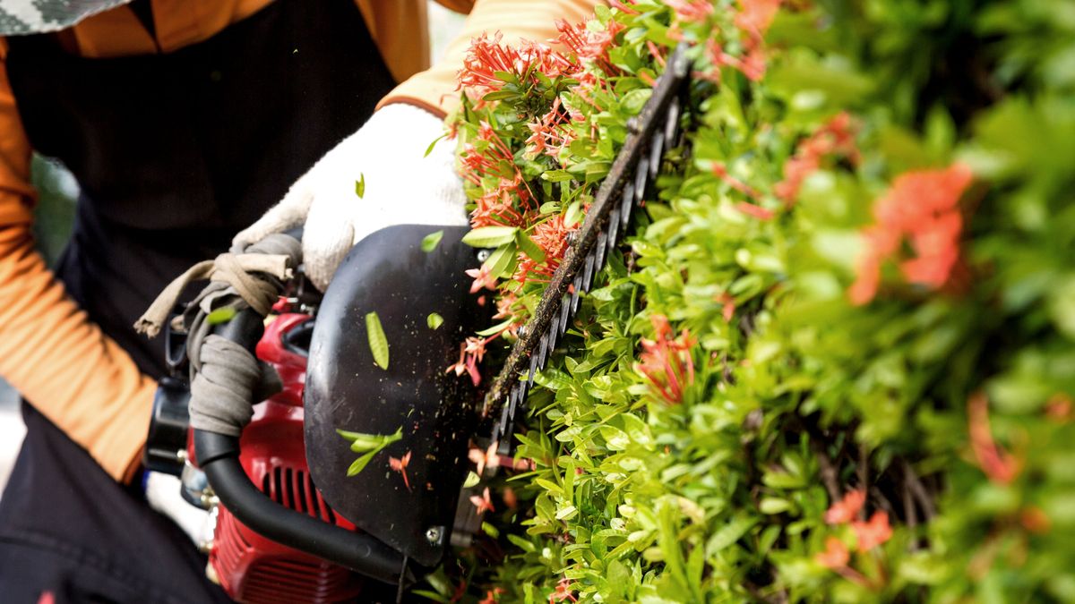 Person trimming a hedge with a hedge trimmer